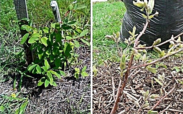 Kenmerken van het kweken van kamperfoelie in de Oeral: planten en verzorgen, soorten kamperfoelie voor de Oeral met foto's