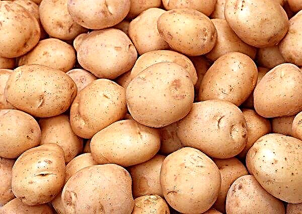 Potato awaits "holiday price increase"