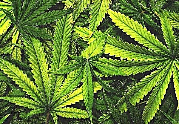 Deutschland wird mit dem Cannabisanbau beginnen