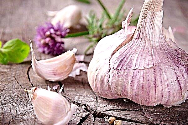 Ukrainian experts have developed a unique technology for growing garlic