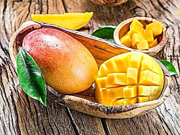 Australia has grown the most delicious mango in the history of mankind