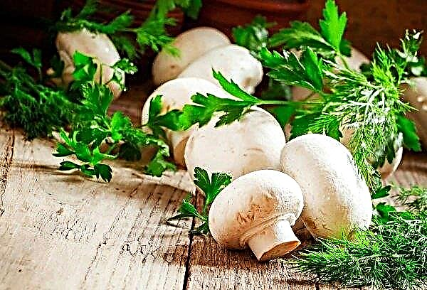Six months later, a mushroom farm will be launched near Moscow