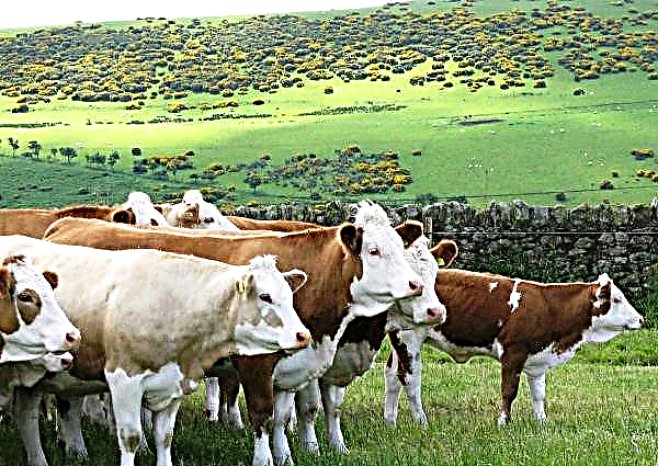Πώς οι γαλακτοκομικές εκμεταλλεύσεις των ΗΑΕ διασφαλίζουν ότι η θερμότητα δεν στεγνώνει την παραγωγή γάλακτος