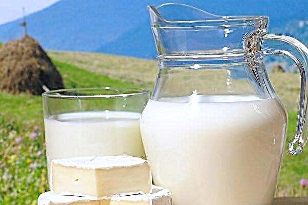Setengah juta pulau mencari pembekal susu