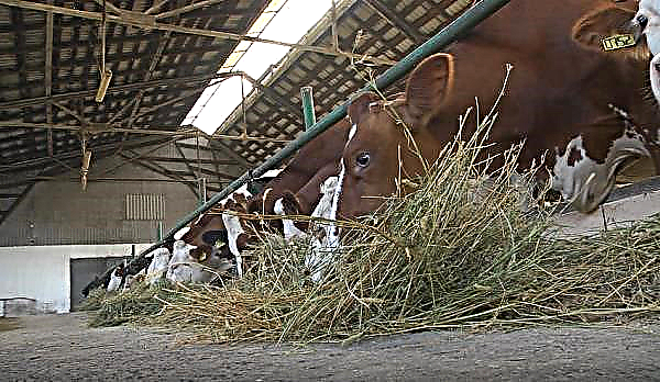 Felices vacas viven en una granja en la región de Vinnitsa