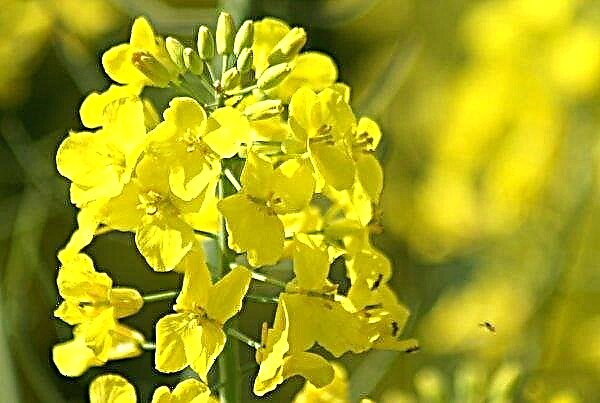 In France, due to the risk of GMOs, 18 thousand hectares of rapeseed were destroyed
