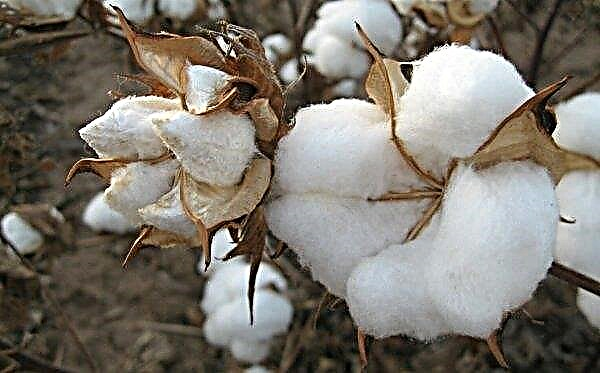 Cotton seeds recognized as GM food in the USA