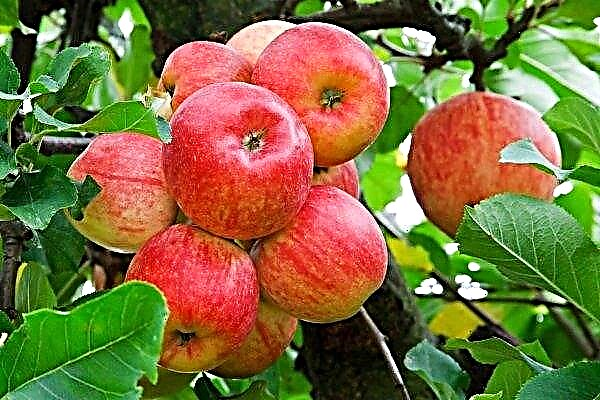 Povpraševanje po ukrajinskem jabolku presega proizvodnjo priljubljenih sort