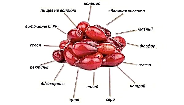 Description et caractéristiques des variétés de cornouiller Svetlyachok, photo