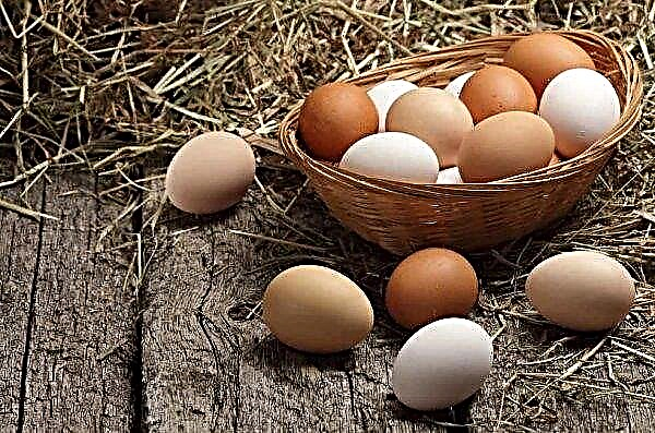 Ukrajna asztali tojást exportál Bosznia és Hercegovinába