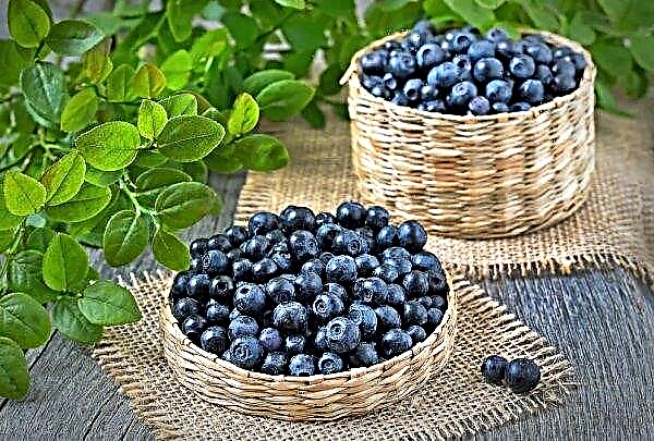In Ukraine, prices for blueberries fell