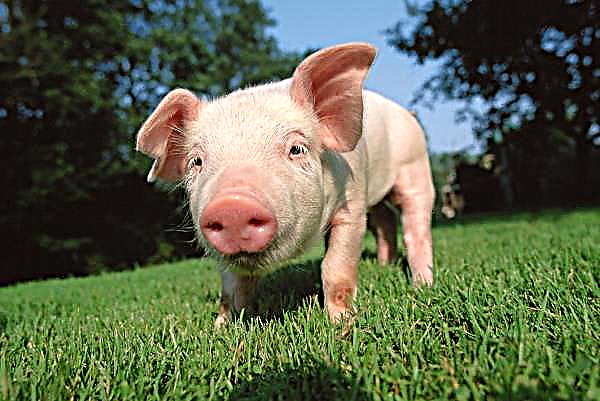 Près de 40% de porcs chinois en moins par an