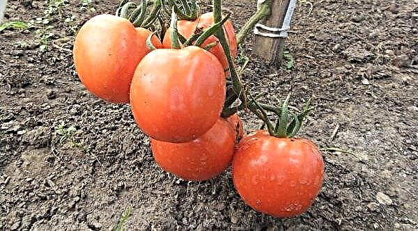 Las variedades más fructíferas de tomates para invernaderos: video grande, nuevo, temprano