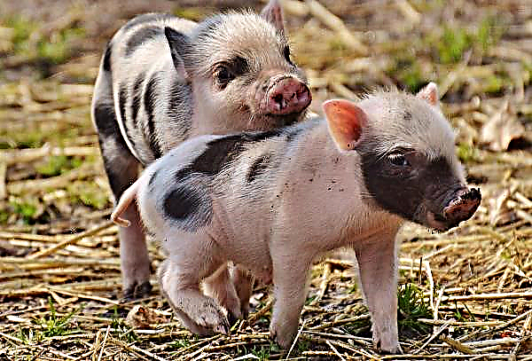 Cherkizovo abre uma nova fazenda de porcos na região de Penza