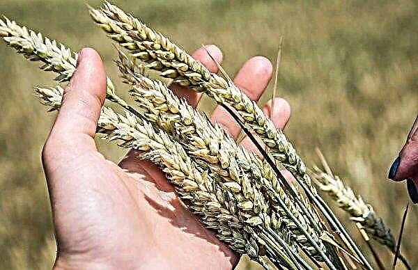 Spring wheat: what is it, its biological characteristics; characteristics of varieties, their productivity and seeding rates