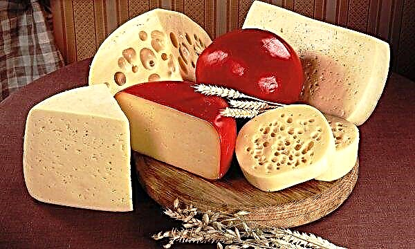 Alignment on the Alps: Siberian milkmen will establish the production of high-end cheese