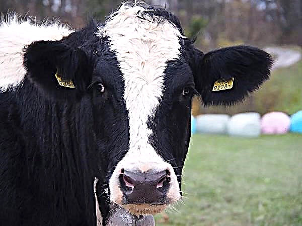 Three thousand dairy cows will settle on a new Kursk farm
