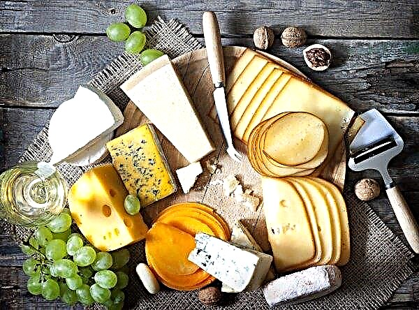 Novgorod-Seversky cheese factory plans to increase production of long-term sales