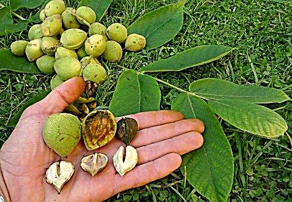 Exotic walnut grown in the Vinnitsa region
