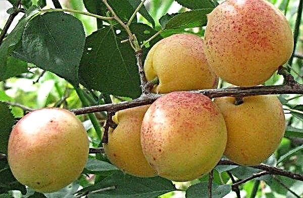Champion abricot du Nord: description de la variété, caractéristiques, règles de plantation et d'entretien, photo