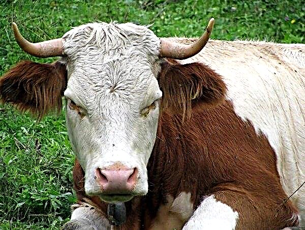 Mad cow disease revealed in Transcarpathia