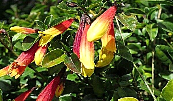 Jacobinia flower: home care, photo and description