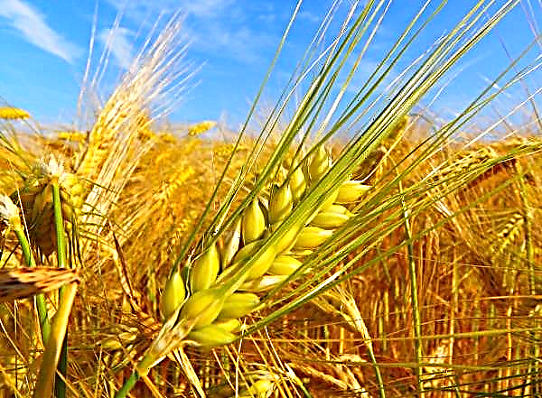Kazajstán ha superado el límite de un millón y medio de granos