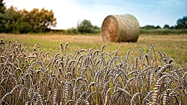 Petani Afrika Selatan berisiko kehilangan gandum