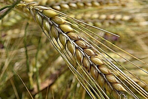 Området for losji av brød i Vinnitsa-regionen utgjorde 10 prosent