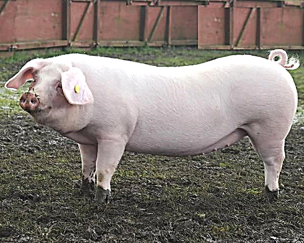Niva Pereyaslavschiny purchased thoroughbred Danish pigs