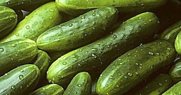 Europe may be left without cucumbers: a dangerous virus found in Germany