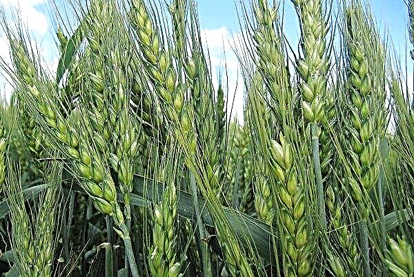 On the Ural fields Italian wheat starts