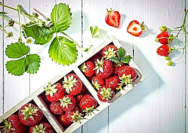 On the Ukrainian markets appeared local strawberries open ground