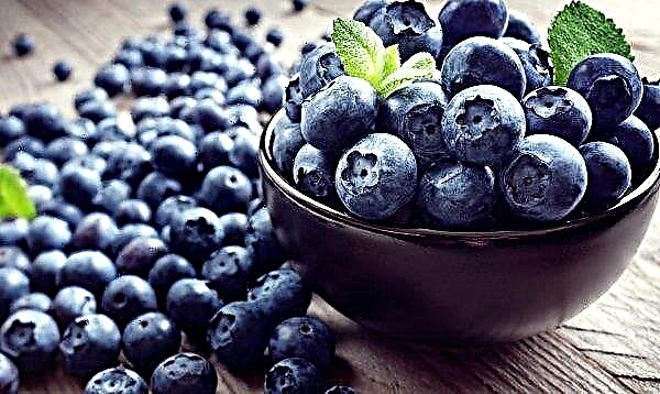 Unique blueberries are grown in Transcarpathia