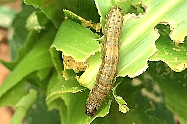 Indian farmers continue to fight the army worm