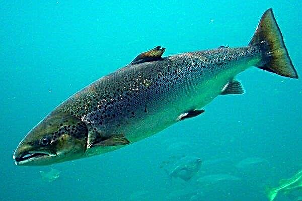 ปลาแซลมอนจีเอ็มโอได้รับอนุญาตในสหรัฐอเมริกา