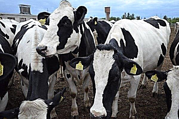 En Irlande commence la recherche de la meilleure vache laitière