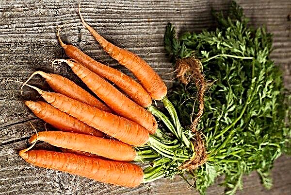Last year, carrots from last year's crop continue to fall in price