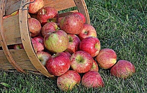 شجرة التفاح Orlinka: وصف نباتي وقواعد الزراعة وميزات الرعاية والصور