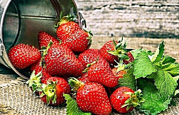 Since the beginning of summer, farmers near Moscow sent 450 tons of strawberries for sale
