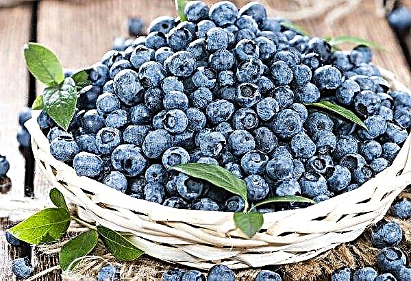 Growing blueberries in Ukraine in a few years may end in collapse