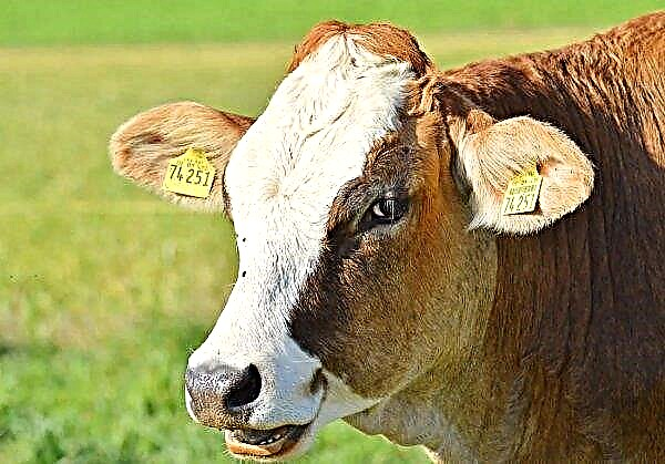 ไอร์แลนด์เรียกร้องให้ระงับการส่งออกลูกวัวทันที