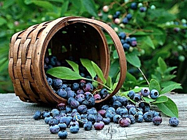 Ukrainian berry producers will be able to receive compensation for refrigerators for their storage