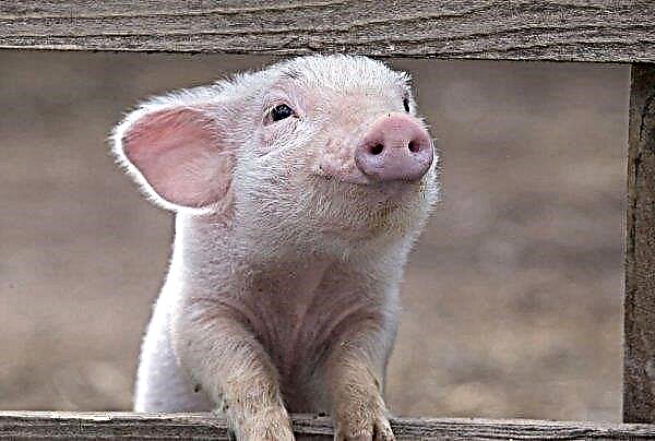 منصة معلوماتية جديدة يمكن أن تعد مزارعي الخنازير لتفشي الأمراض