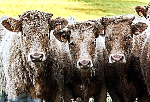 Kako se prodajajo biki in telice v Iowa - Denison Pastoralist Rezultati dražbe