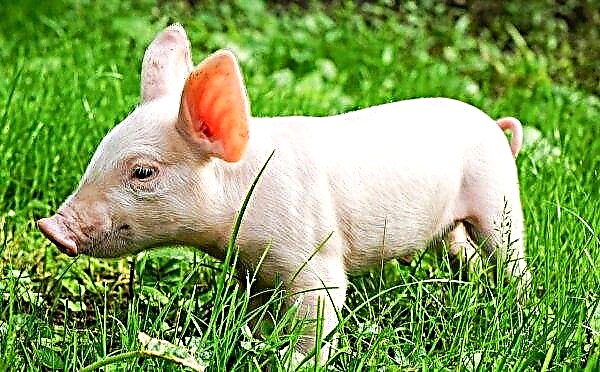 AgroPrimeは35千の商品豚を売りに出します
