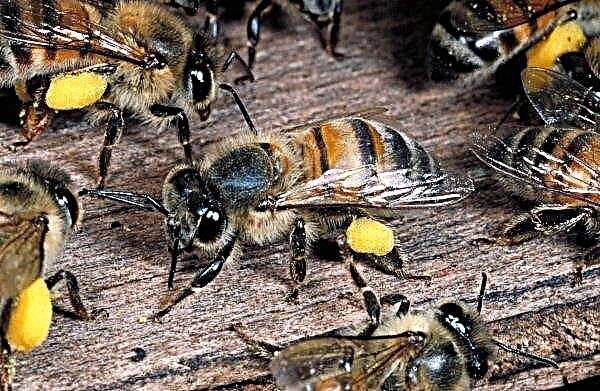 Le Parlement européen demande une utilisation moindre des pesticides pour protéger les abeilles