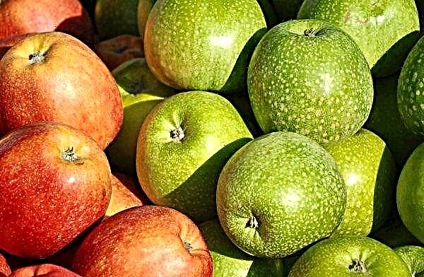 תפוחים מוקדמים באוקראינה הופכים לזולים יותר