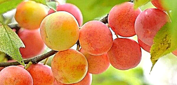 In 2018, Ukraine harvested a record crop of apricots