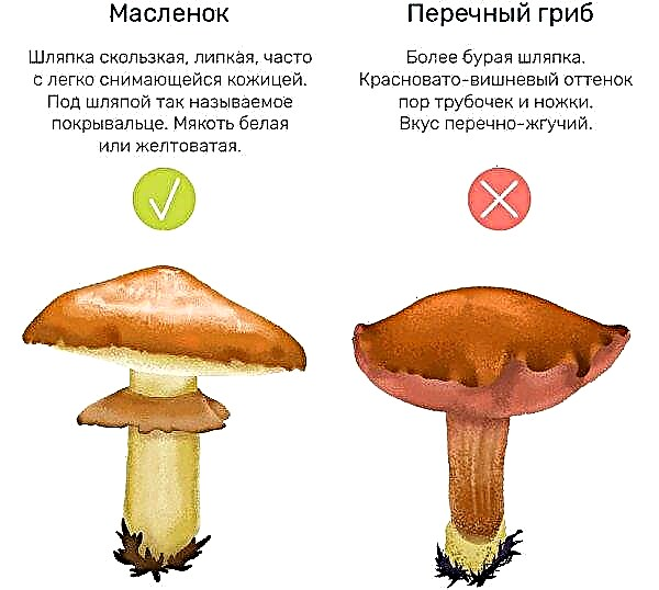 Máslové houby: výhody a poškození člověka, vlastnosti a kontraindikace, obsah kalorií a nutriční hodnota
